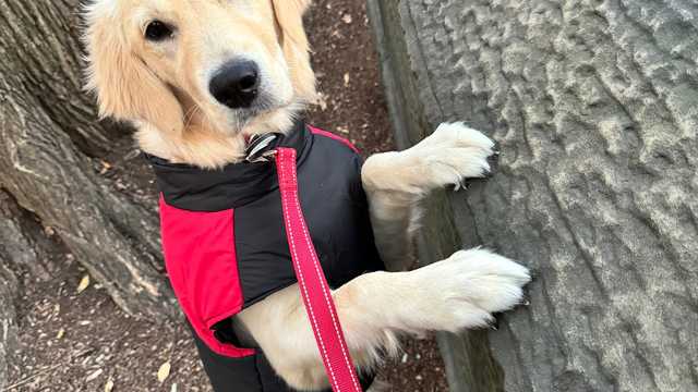 Expert Dog Walker