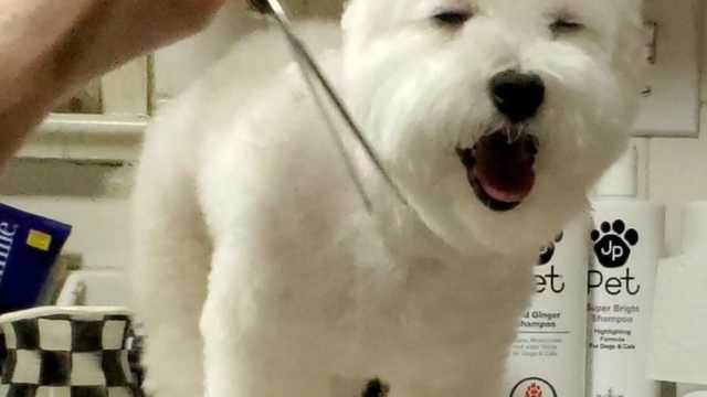 Dog Groomer